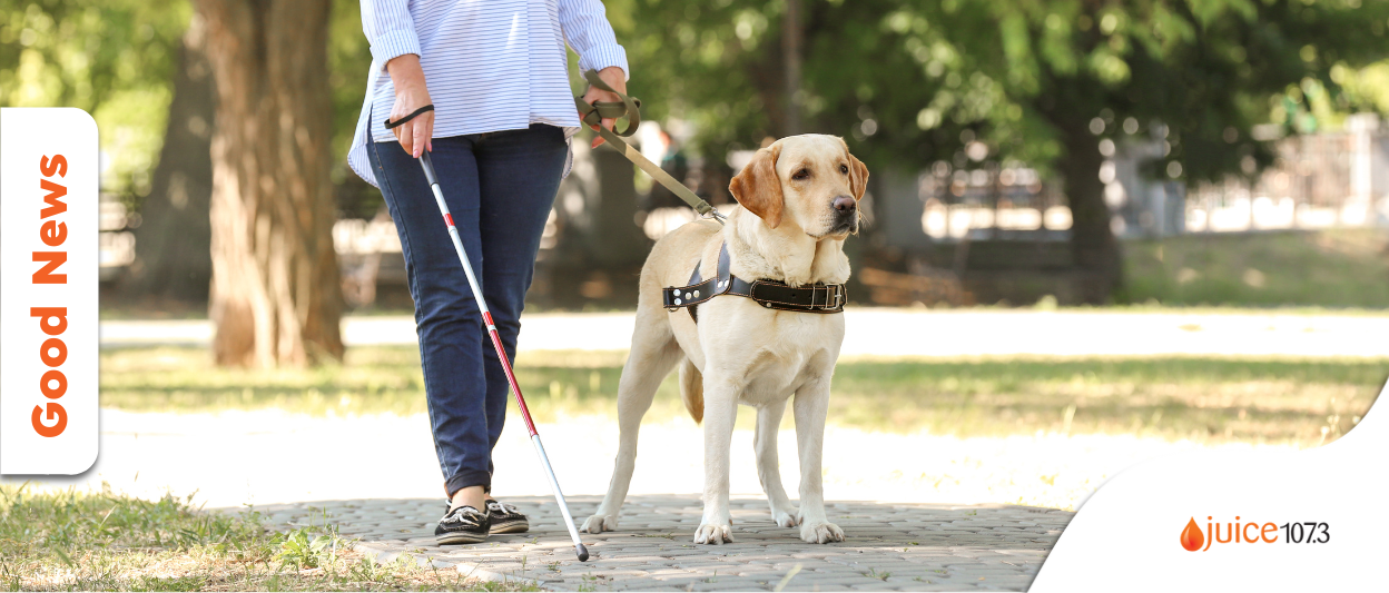 Unleashing Freedom: How Seeing Eye Dogs Transform Lives