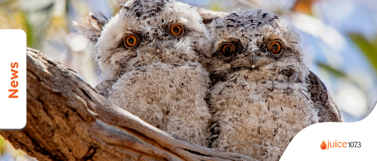 Tawny Frogmouth: 2025 Bird of the Year