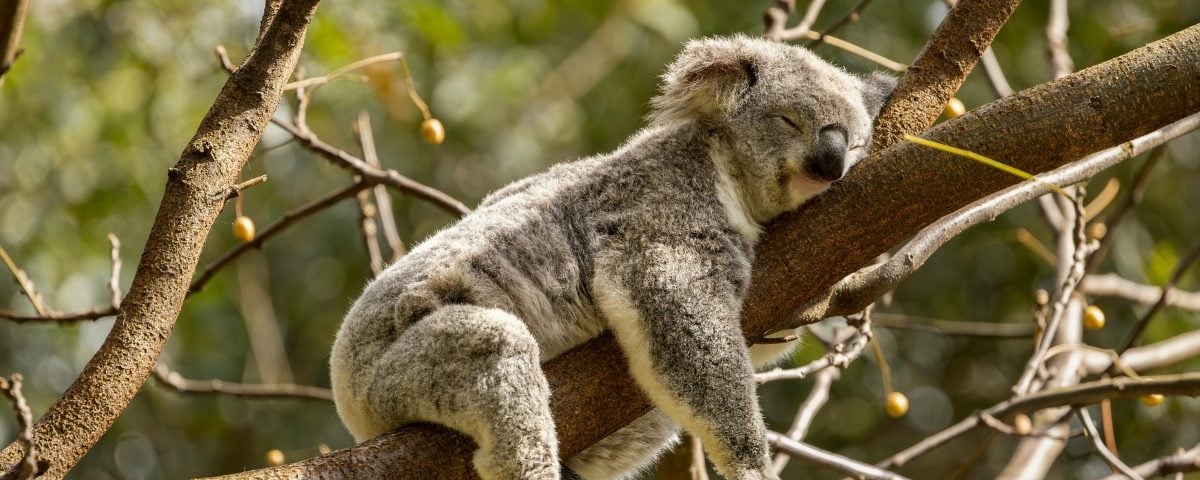 3… 2…1… Sleep: How Your Body Builds (and Loses) The Drive To Sleep