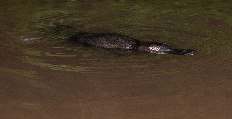 Platypus